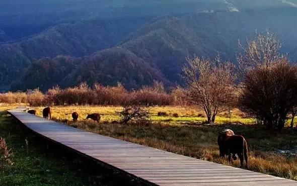 神农架大九湖，入了时光画卷，沉醉不知归处