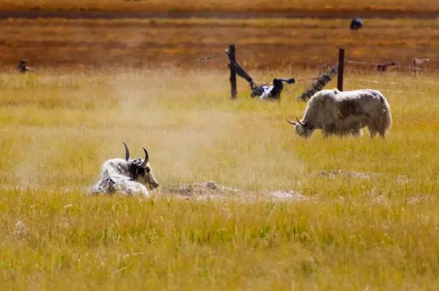 去过，才知道什么是真正的西藏
