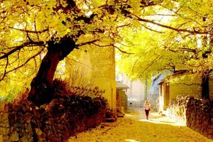 【11月17-23日-爱在深秋+边城摄影】大理喜洲、洱海双廊、腾冲银杏村、热海、和顺、瑞丽、芒市、7天休闲摄影之旅