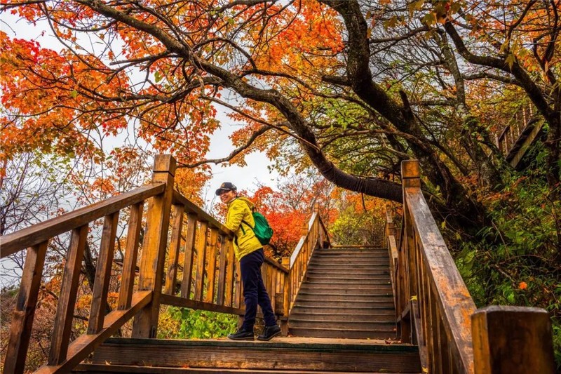 河南最接近仙境的地方，老君山云海平均每年多达130天