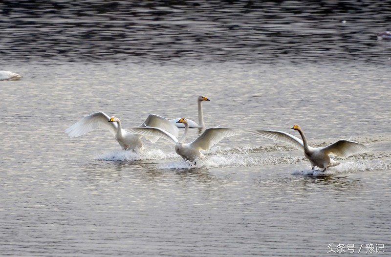 一群鸟火了一座城，三门峡还有个名字叫“天鹅之城”