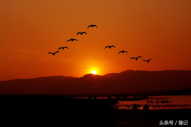 一群鸟火了一座城，三门峡还有个名字叫“天鹅之城”