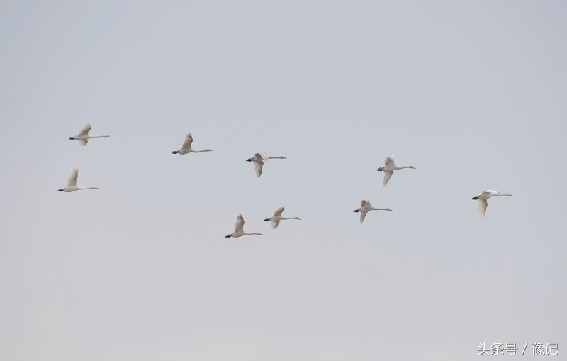 一群鸟火了一座城，三门峡还有个名字叫“天鹅之城”