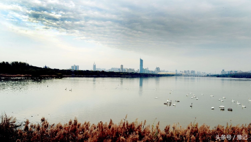 一群鸟火了一座城，三门峡还有个名字叫“天鹅之城”