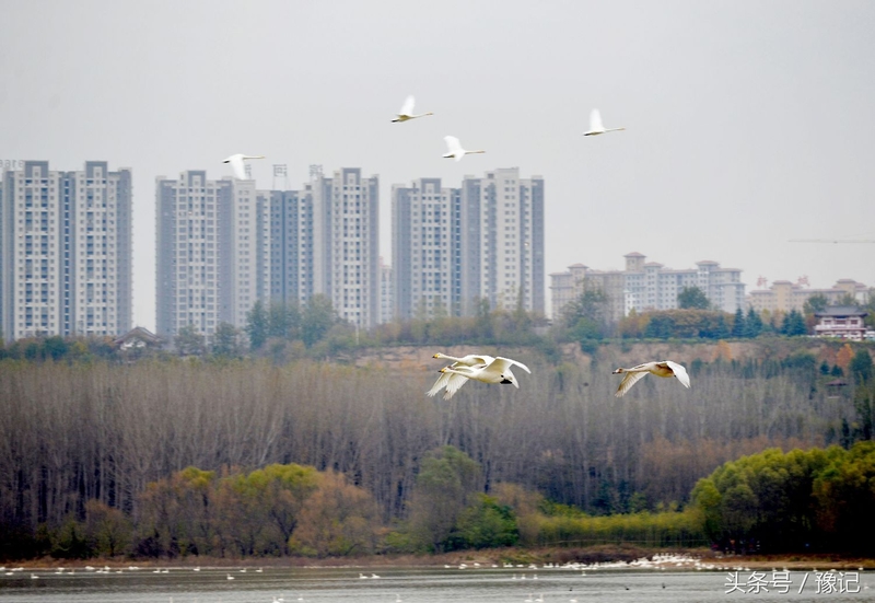 一群鸟火了一座城，三门峡还有个名字叫“天鹅之城”