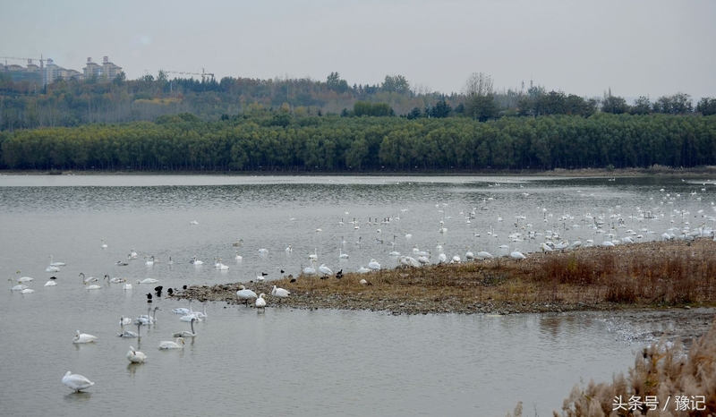 一群鸟火了一座城，三门峡还有个名字叫“天鹅之城”
