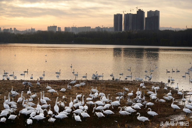 一群鸟火了一座城，三门峡还有个名字叫“天鹅之城”