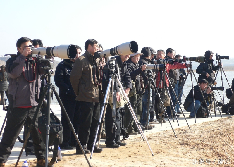 一群鸟火了一座城，三门峡还有个名字叫“天鹅之城”