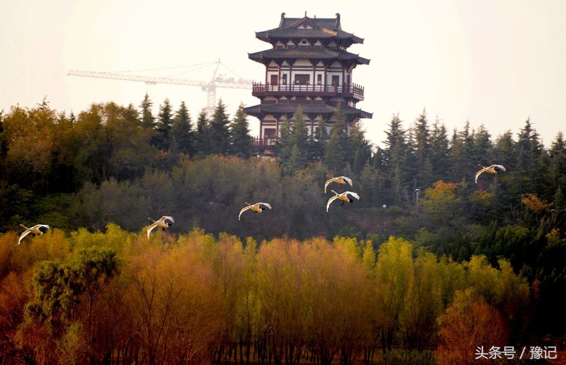 一群鸟火了一座城，三门峡还有个名字叫“天鹅之城”