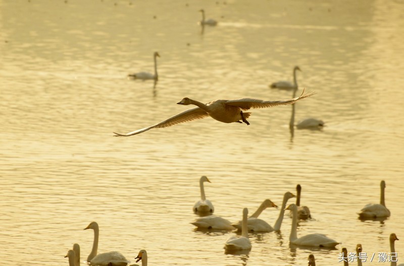 一群鸟火了一座城，三门峡还有个名字叫“天鹅之城”