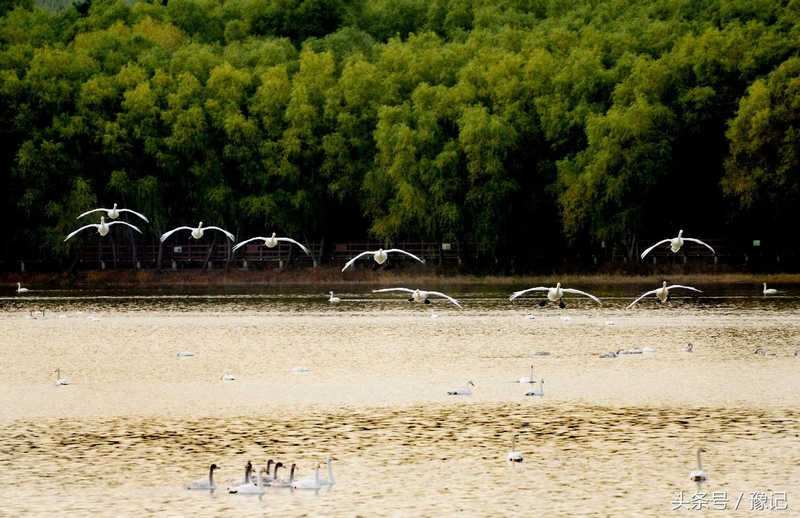一群鸟火了一座城，三门峡还有个名字叫“天鹅之城”