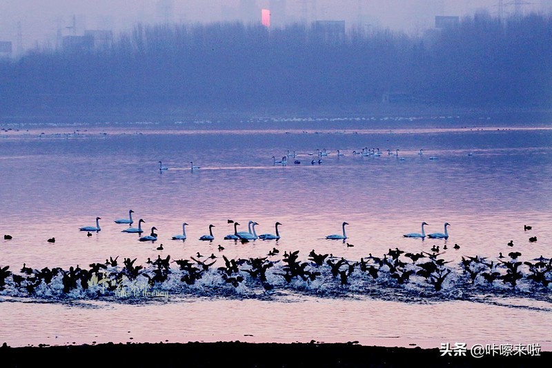 三门峡私藏着中国最古老的回音建筑，是最美天鹅之城，适合自由行