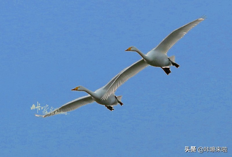 三门峡私藏着中国最古老的回音建筑，是最美天鹅之城，适合自由行