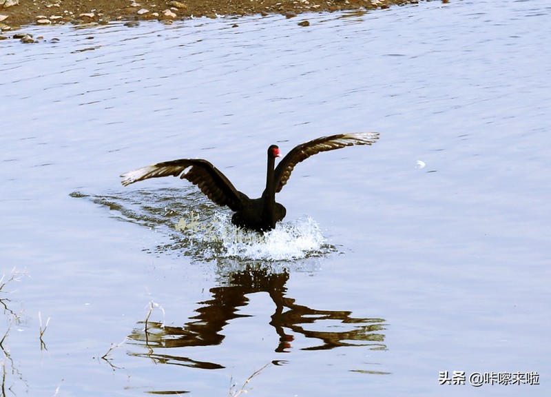 三门峡私藏着中国最古老的回音建筑，是最美天鹅之城，适合自由行