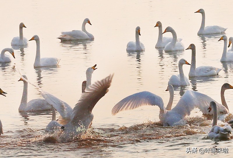 三门峡私藏着中国最古老的回音建筑，是最美天鹅之城，适合自由行