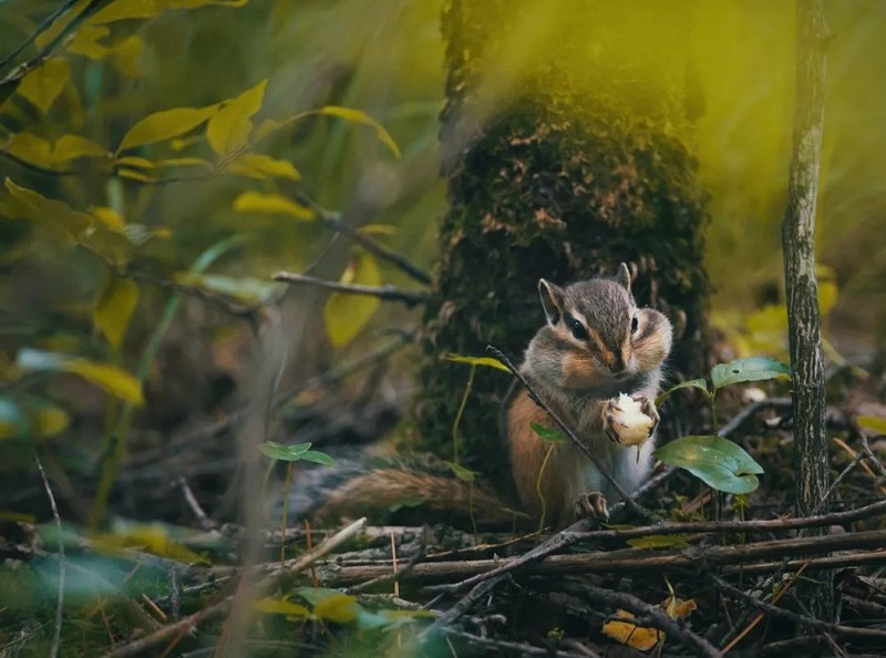 长白山原来这么“神”