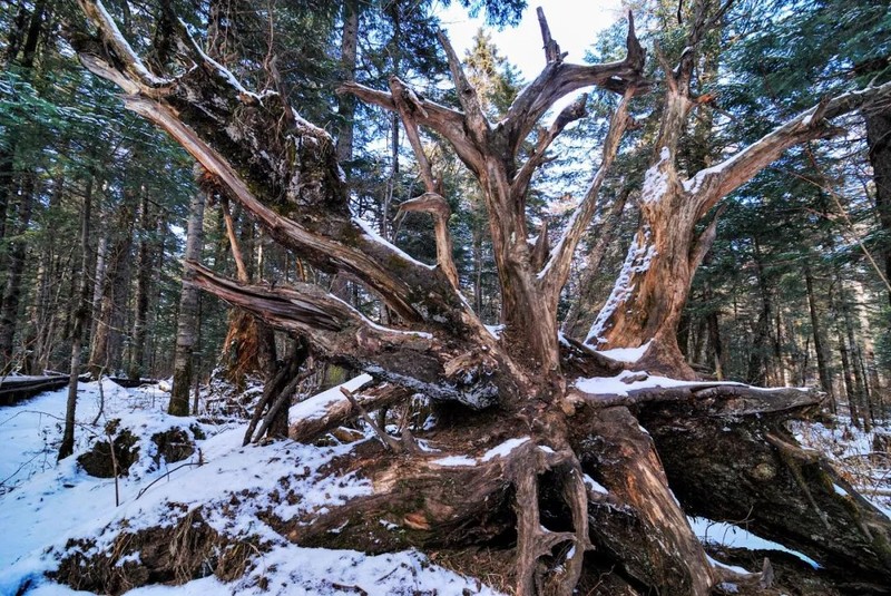 长白山原来这么“神”