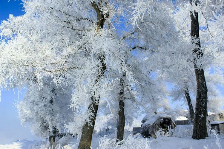 网上疯传的吉林雾凇岛，真的有那么美吗？