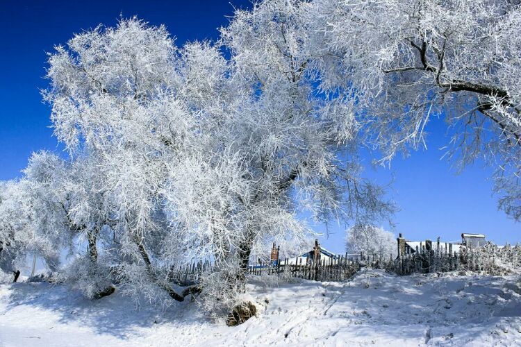 网上疯传的吉林雾凇岛，真的有那么美吗？