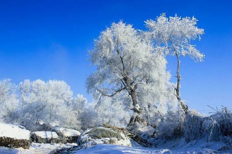 网上疯传的吉林雾凇岛，真的有那么美吗？