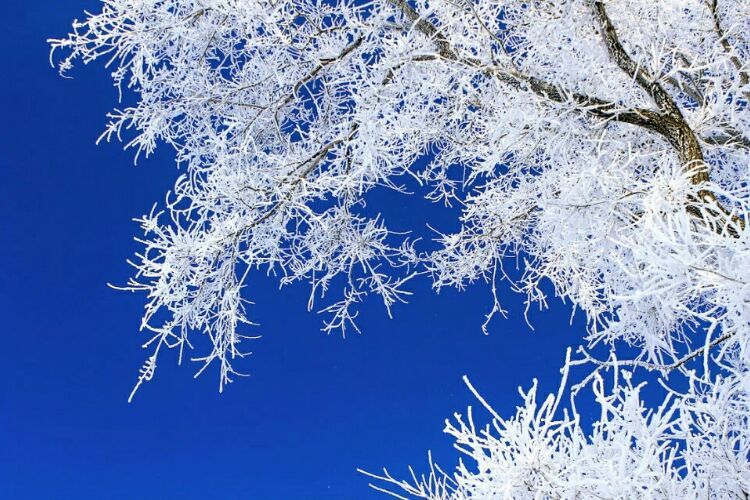 网上疯传的吉林雾凇岛，真的有那么美吗？