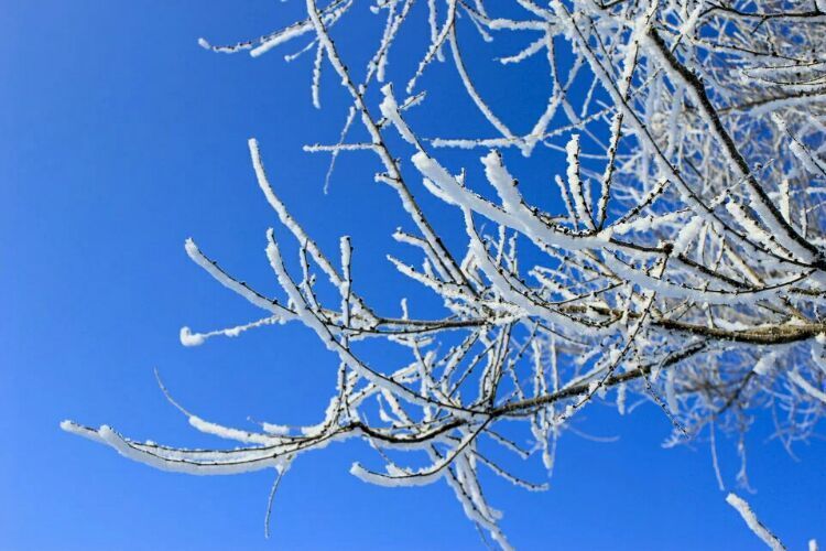 网上疯传的吉林雾凇岛，真的有那么美吗？