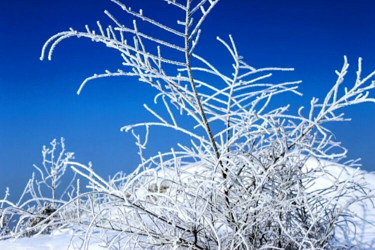 网上疯传的吉林雾凇岛，真的有那么美吗？