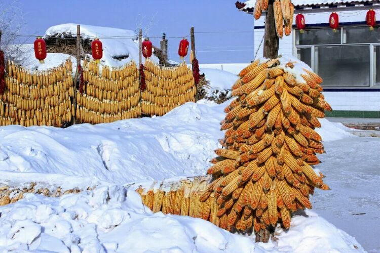 网上疯传的吉林雾凇岛，真的有那么美吗？