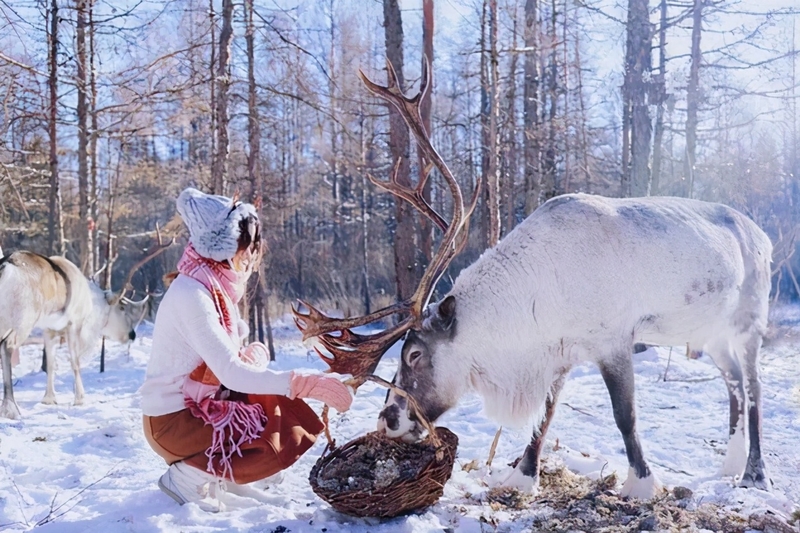 南方人的漠河5日之旅丨喂驯鹿、逛边城，去极北之北追一次极光