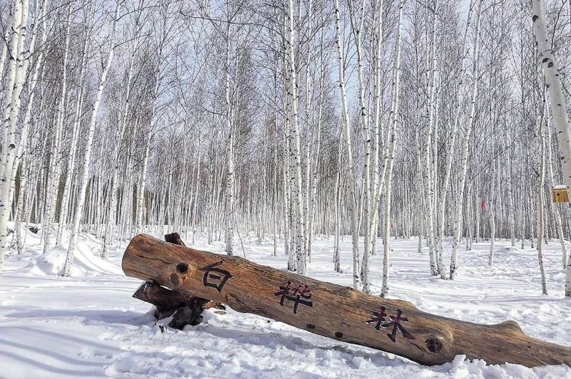 南方人的漠河5日之旅丨喂驯鹿、逛边城，去极北之北追一次极光