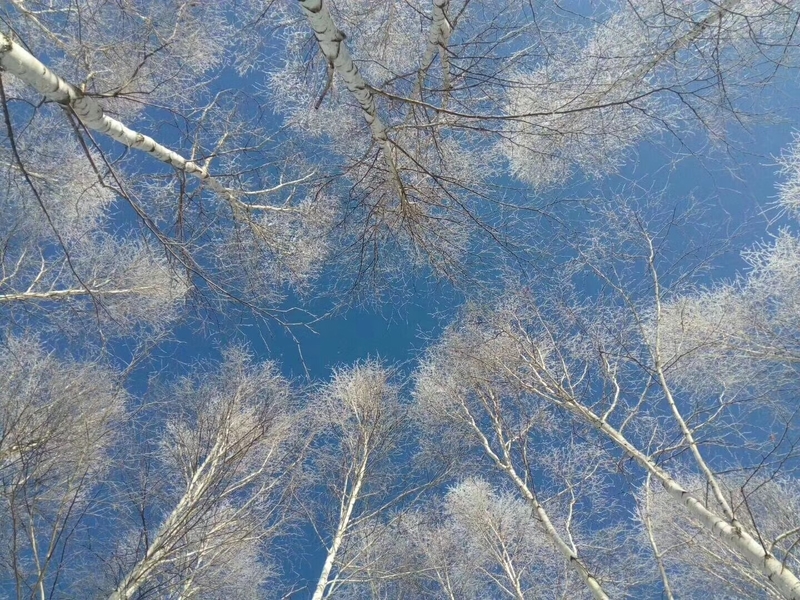 南方人的漠河5日之旅丨喂驯鹿、逛边城，去极北之北追一次极光