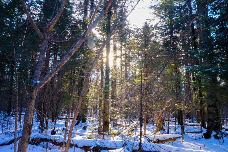 南方人的漠河5日之旅丨喂驯鹿、逛边城，去极北之北追一次极光