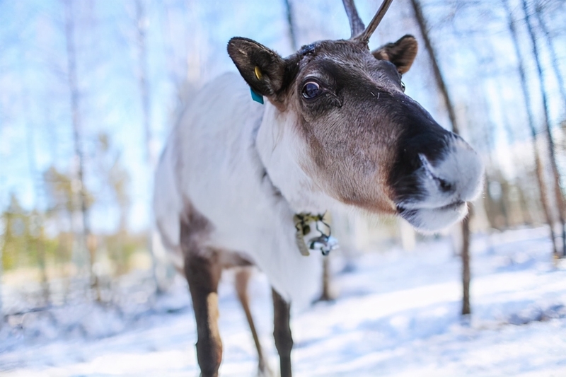 南方人的漠河5日之旅丨喂驯鹿、逛边城，去极北之北追一次极光