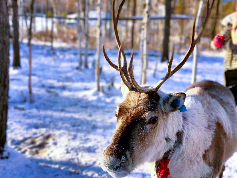 南方人的漠河5日之旅丨喂驯鹿、逛边城，去极北之北追一次极光