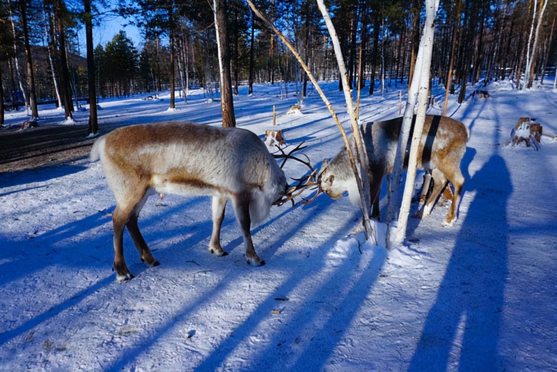南方人的漠河5日之旅丨喂驯鹿、逛边城，去极北之北追一次极光