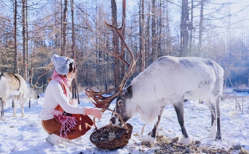 南方人的漠河5日之旅丨喂驯鹿、逛边城，去极北之北追一次极光