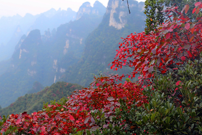 寻觅宜昌最美的秋色—秋遇柴埠溪