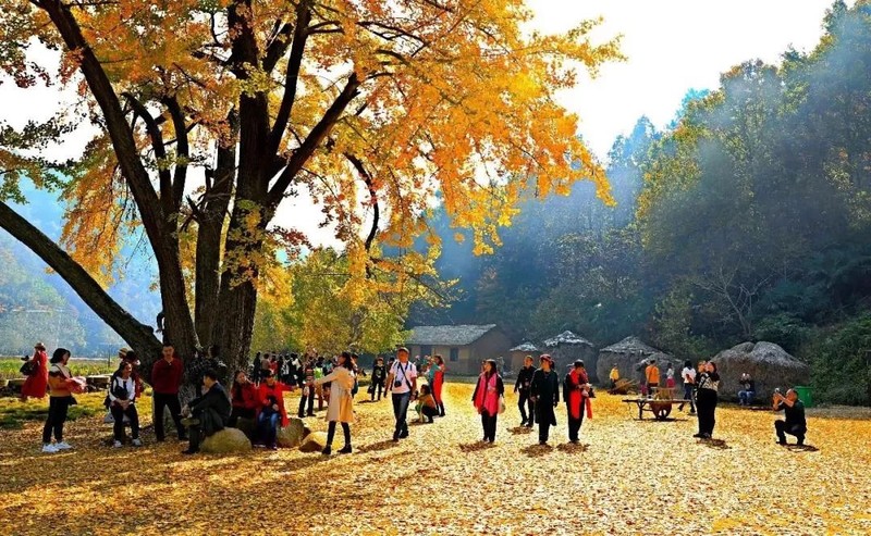 随州千年银杏谷最佳观赏期到了，此时不来更待何时