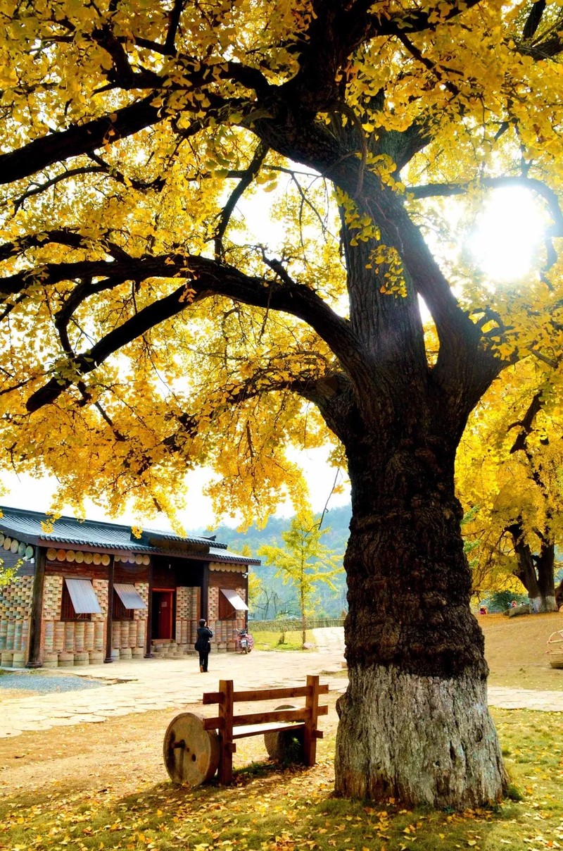 随州千年银杏谷最佳观赏期到了，此时不来更待何时