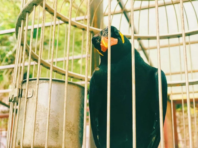 随州千年银杏谷最佳观赏期到了，此时不来更待何时