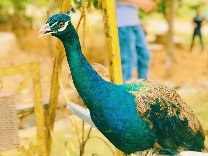 随州千年银杏谷最佳观赏期到了，此时不来更待何时