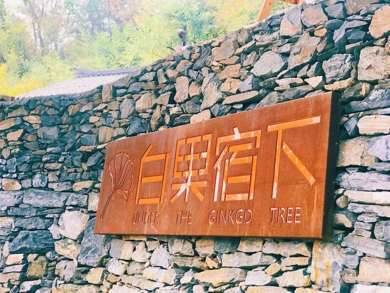 随州千年银杏谷最佳观赏期到了，此时不来更待何时