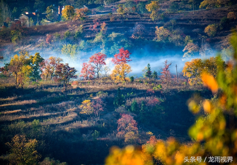 红色大悟红叶红醉了游人