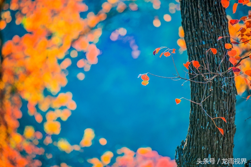 红色大悟红叶红醉了游人