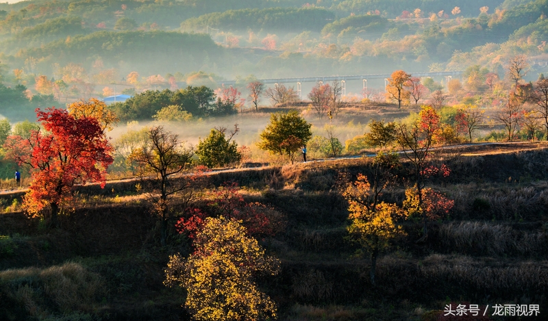 红色大悟红叶红醉了游人