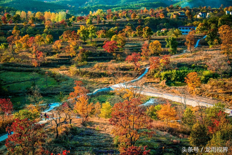 红色大悟红叶红醉了游人