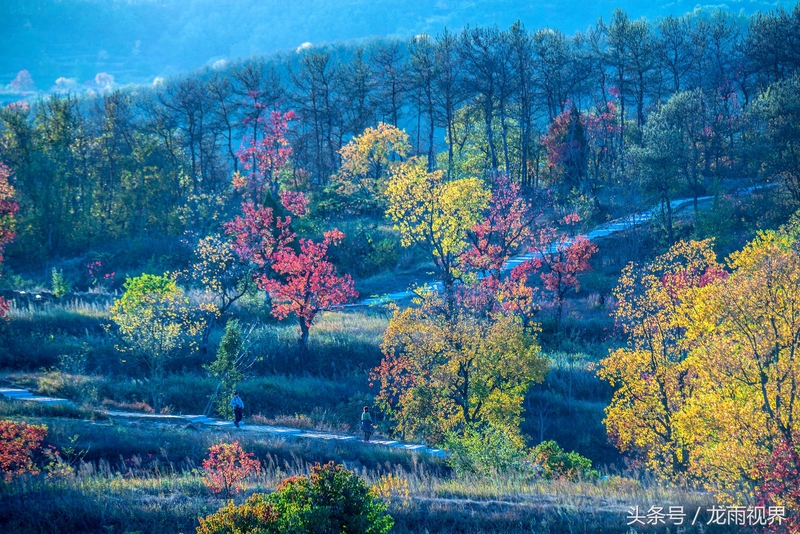 红色大悟红叶红醉了游人