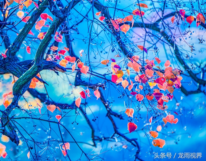 红色大悟红叶红醉了游人