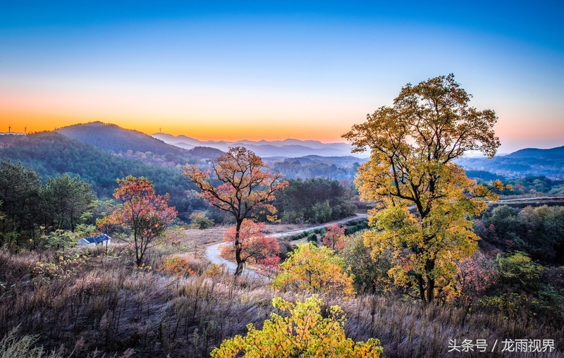 红色大悟红叶红醉了游人