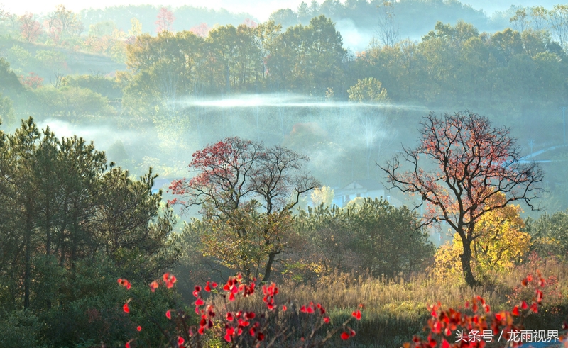 红色大悟红叶红醉了游人